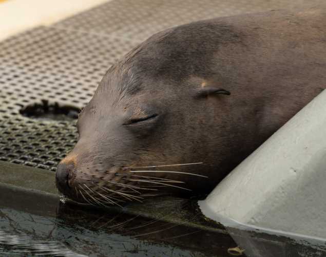 abigail california sea lion