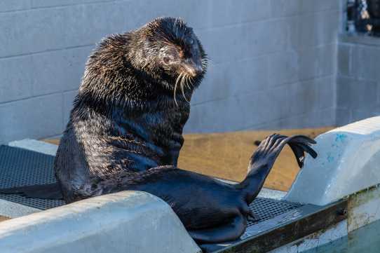 northern fur seal patient Inky
