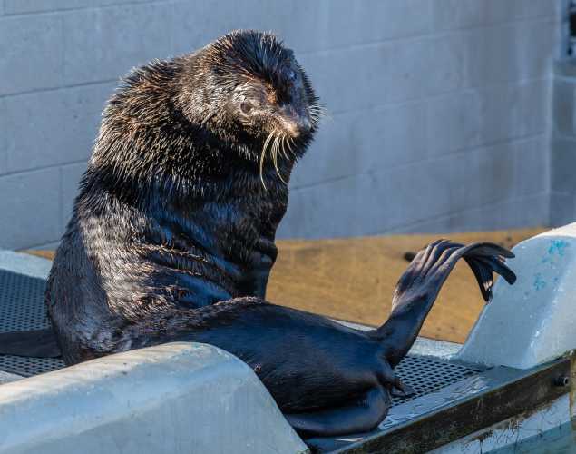 northern fur seal patient Inky