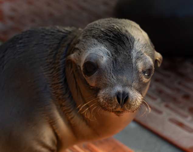 California sea lion Arabella