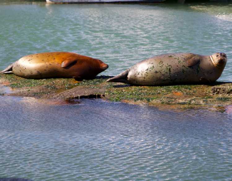 Two harbor seals rest on a strip of land in a harbor.