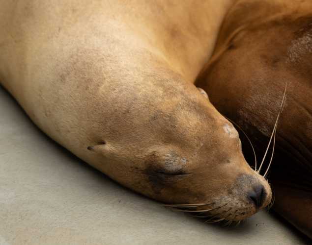 starshine california sea lion
