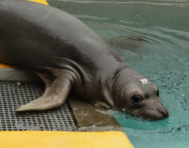 elephant seal pup Okra