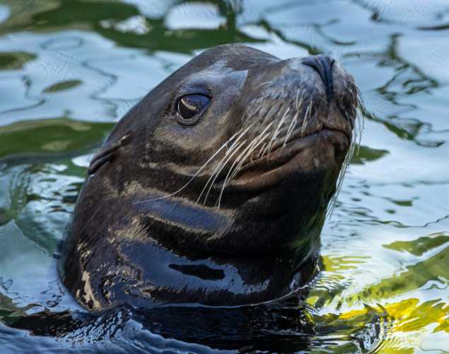 sea lion leonitus