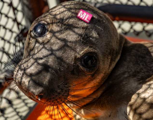 northern elephant seal pup mallows