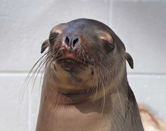 California sea lion Cenar