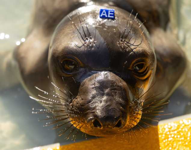 northern elephant seal Abes