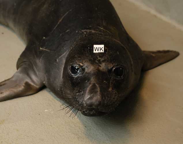 northern elephant seal Kaladin