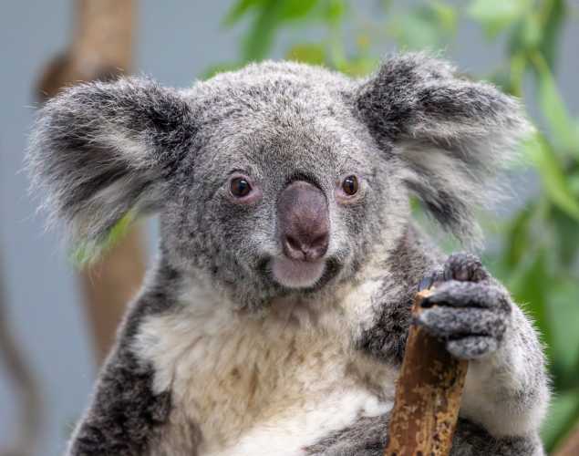 koala