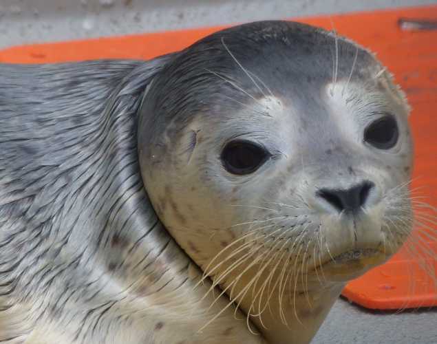 harbor seal Lafayeti