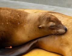 California sea lion being treated for domoic acid poisoning