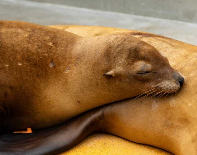 California sea lion being treated for domoic acid poisoning