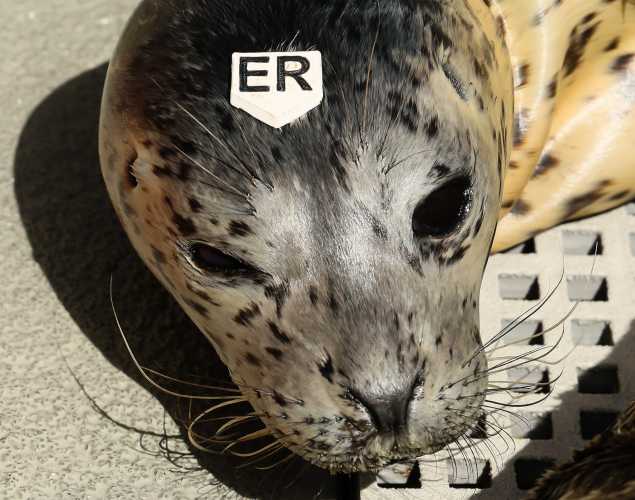 harbor seal Rhino