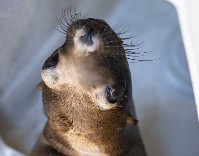 California sea lion Odo