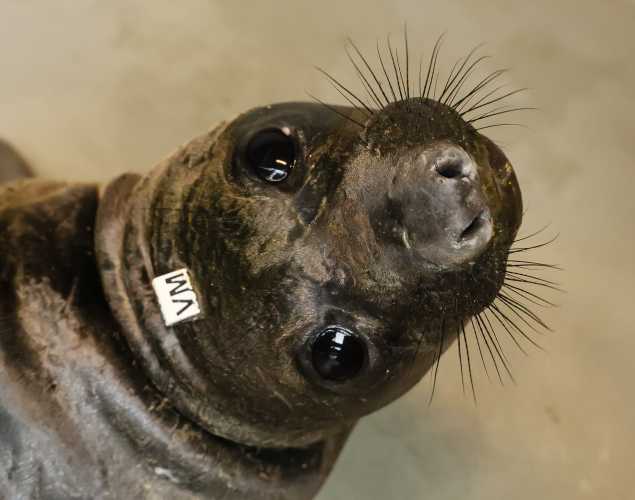 northern elephant seal Mahoney