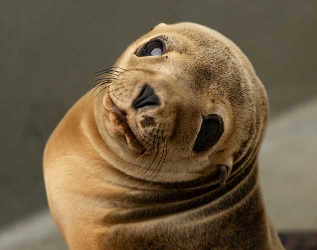 California sea lion Effie