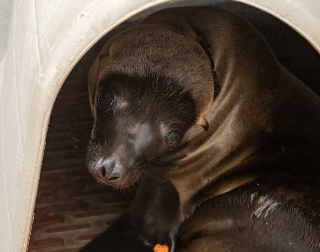 California sea lion Riggins
