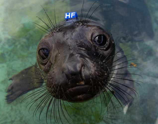 northern elephant seal pup pfeiffer