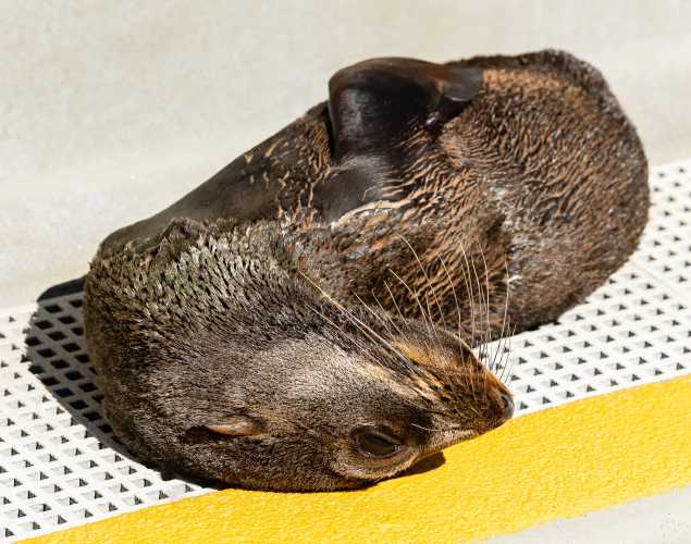 Guadalupe fur seal Furderick