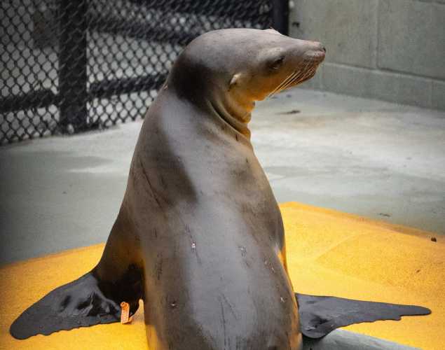 california sea lion cowgirl