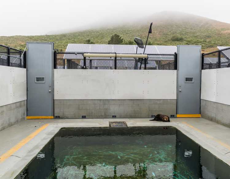 sea otter pen with a sea otter visible on the pen floor in front of the pool