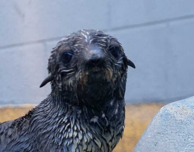 northern fur seal Solera