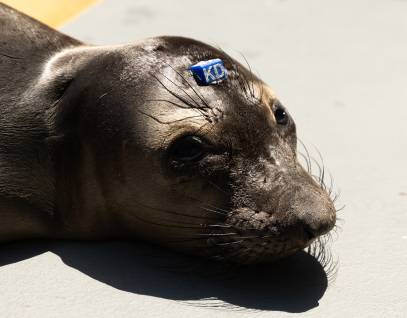 northern elephant seal Magra