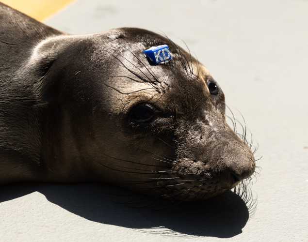 northern elephant seal Magra