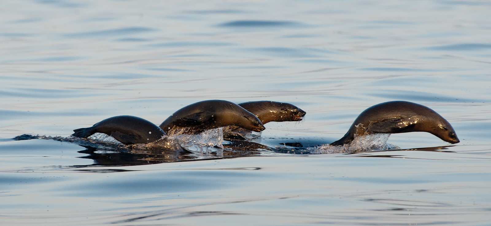 Cape fur seals jumping out of the water