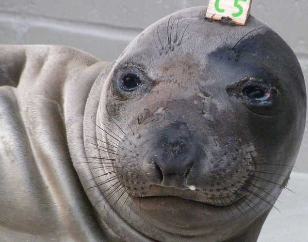northern elephant seal Trefoil