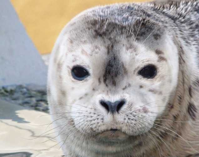 harbor seal Scrabble