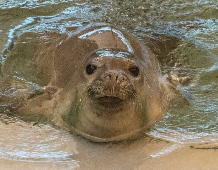 Hawaiian monk seal Mililani