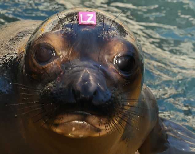 northern elephant seal Talli
