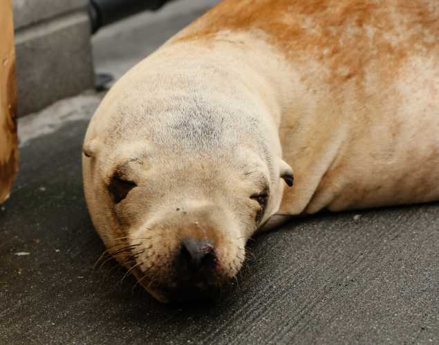 California sea lion Jackal
