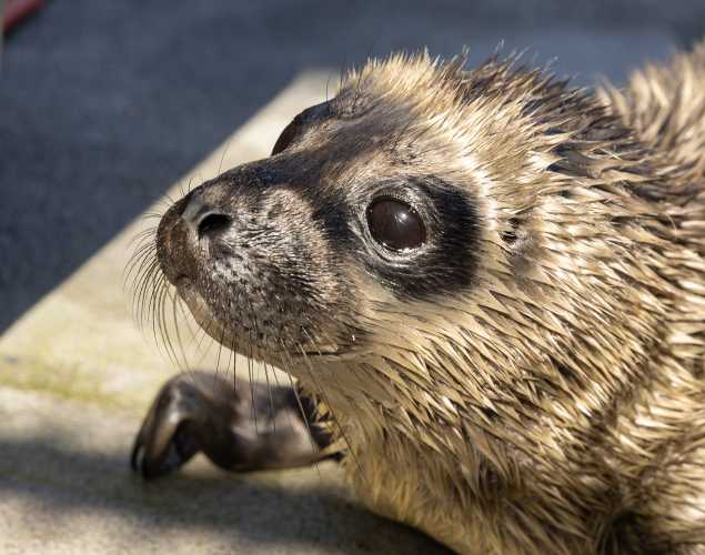 harbor seal pup Sandia