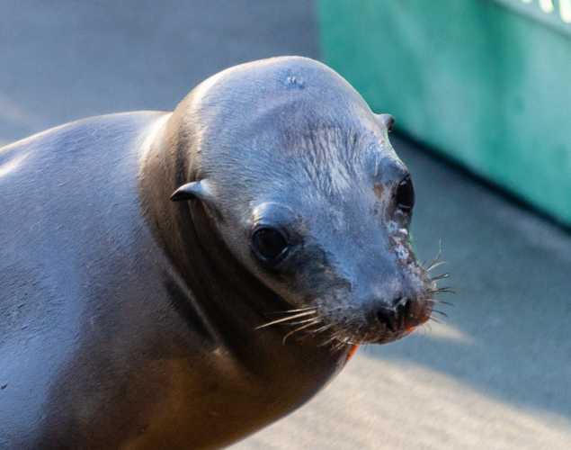 California sea lion Petrichor
