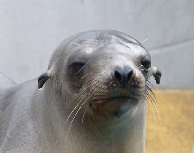 California sea lion Sniklefritz