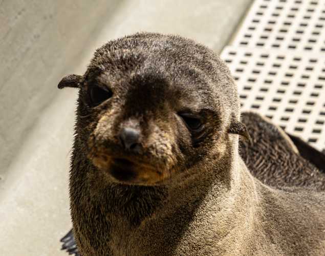Guadalupe fur seal Nettles