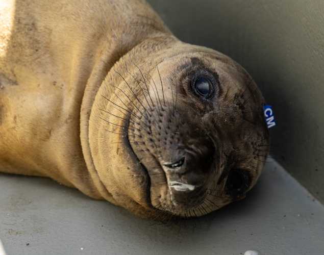 northern elephant seal Cameo