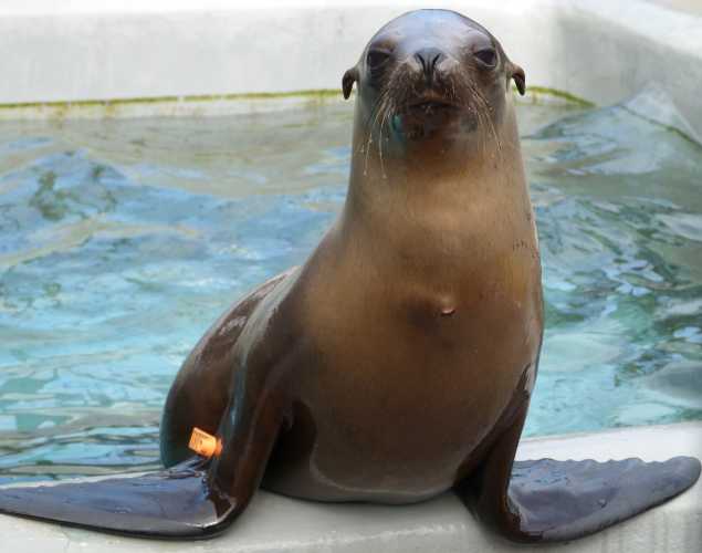 California sea lion Crane
