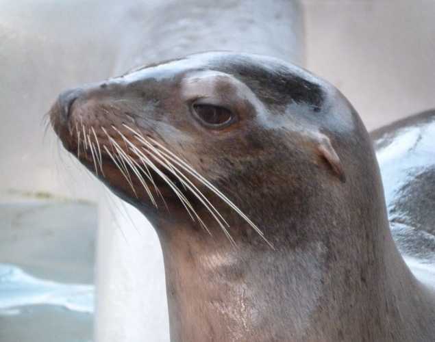 California sea lion Sugarland