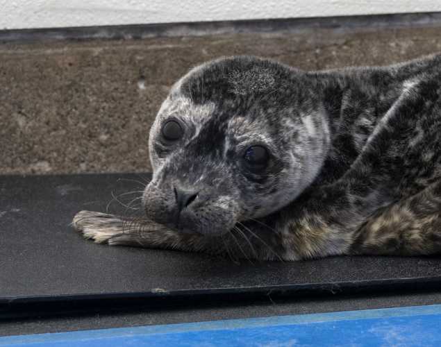 harbor seal Xin