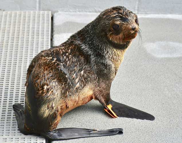 northern fur seal Turgon