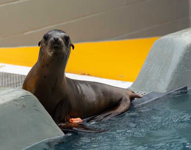 California sea lion