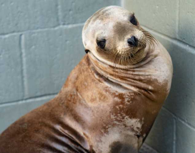 california sea lion ysoon