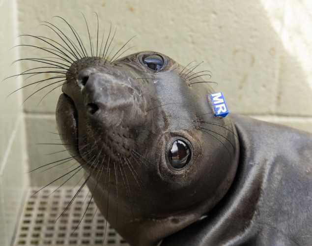 northern elephant seal pup iceman