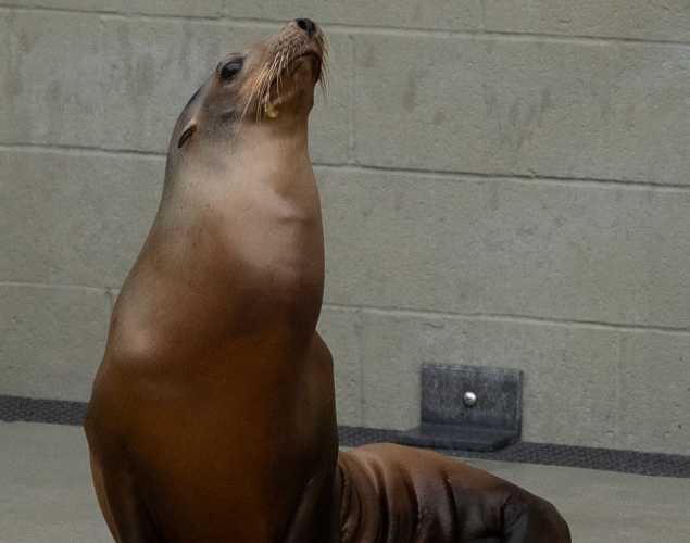 sea lion named spear