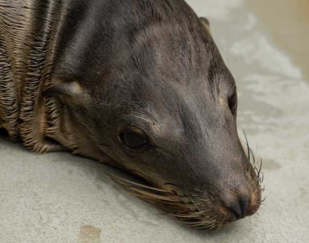 California sea lion Woodchuck