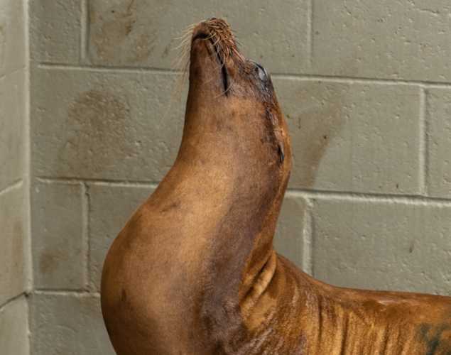 frankie california sea lion