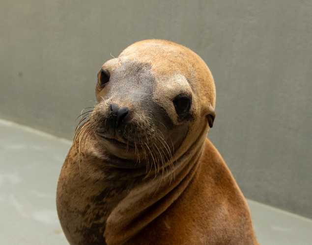 California sea lion Thunder